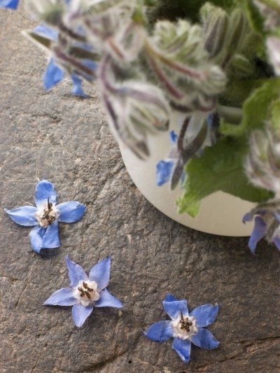 potted borage