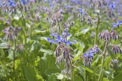 borage cover crop