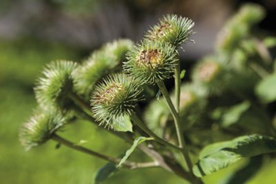 burdock