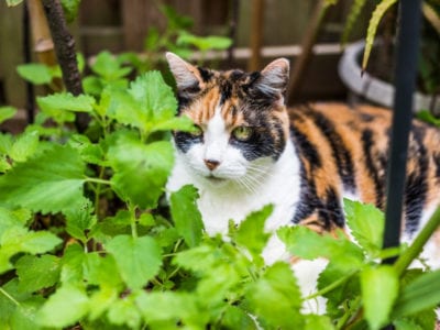 calico cat in catnip