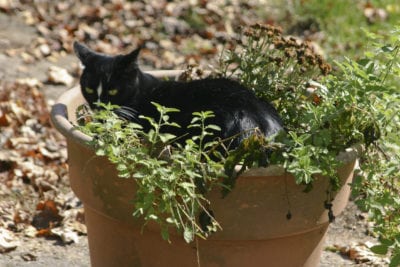 container catnip
