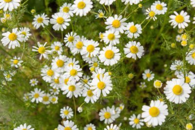 chamomile blooms