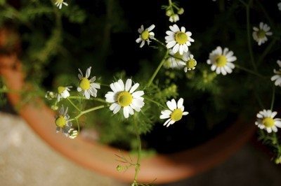 chamomile indoors