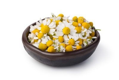 chamomile harvest
