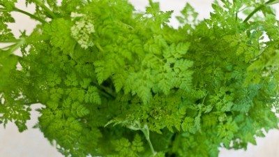 chervil1