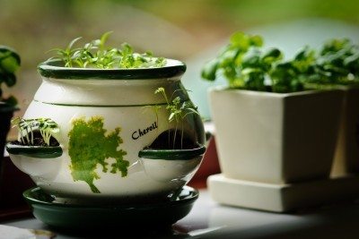 indoor chervil