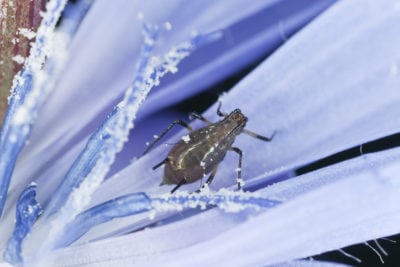 chicory pest