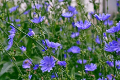 chicory lifespan