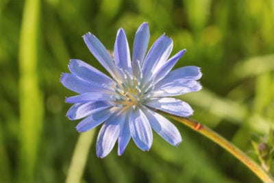 chicory problem