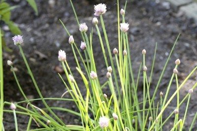 chive weed