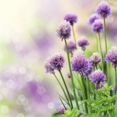 chives