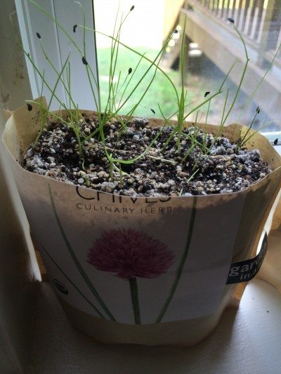 chives from seed e1410196747500