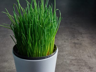 chives in a pot