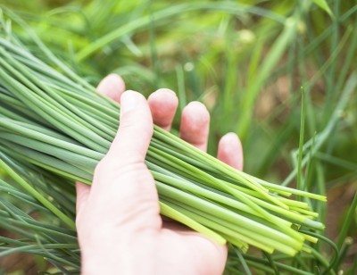 chive harvest