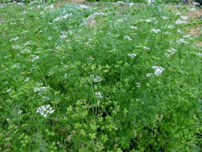 flowering and bolting cilantro
