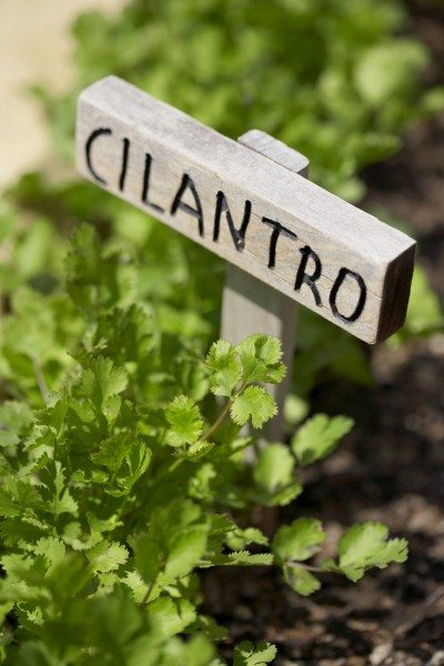 cilantro