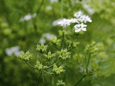 coriander plant