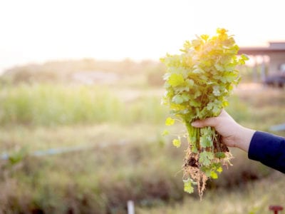 fresh organic cilantro bunch