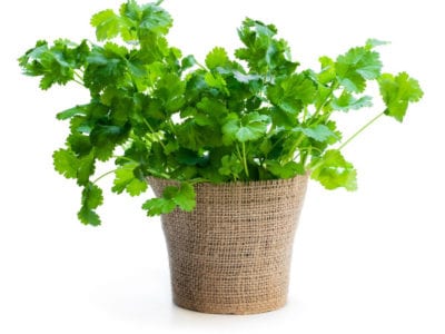 potted coriander