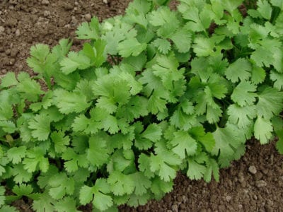 cilantro garden