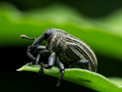 boll weevil