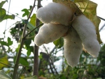 cotton plant