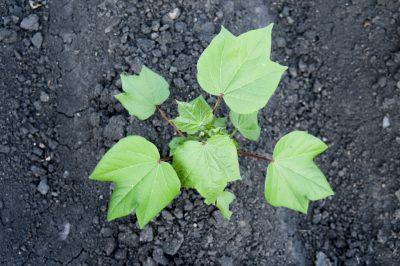 cotton seedling