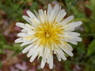 white dandelion