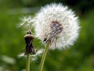 dandelion seed head