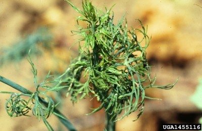 dill plant disease