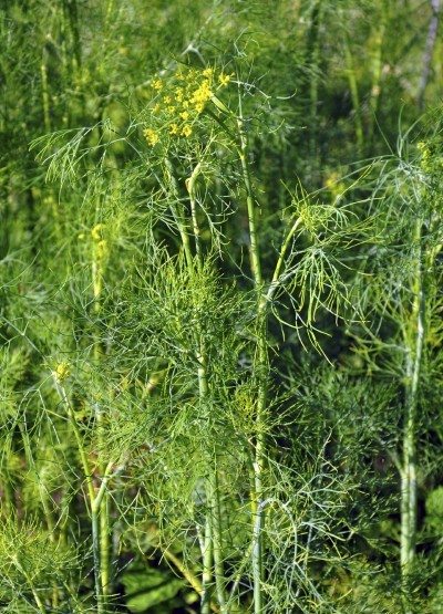 dill variety