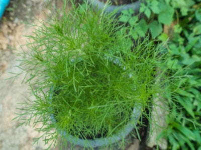 potted dill