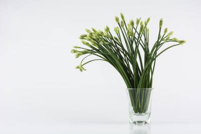 garlic chives water