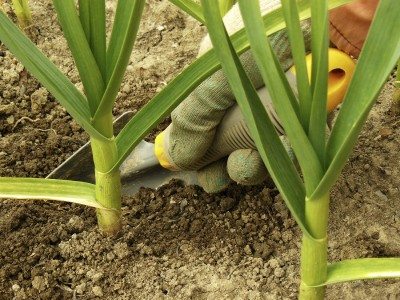 garlic fertilizer