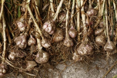 garlic bulbs