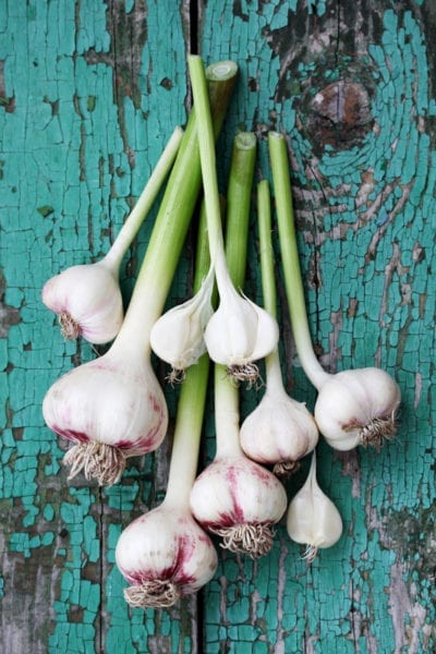 garlic