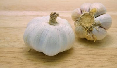 giant garlic