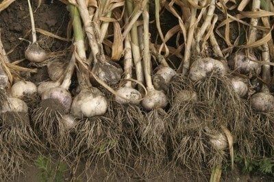 harvesting garlic