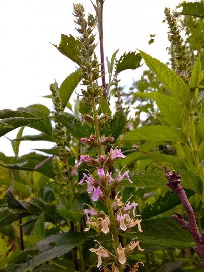germander wood sage