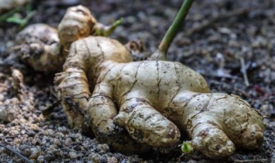 ginger root