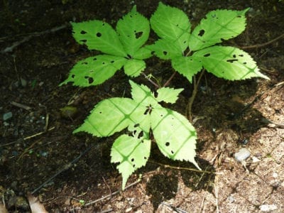 ginseng pests