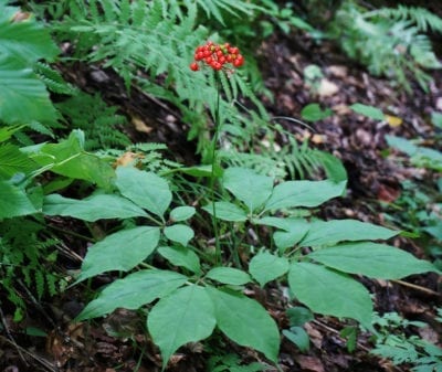 potted ginseng