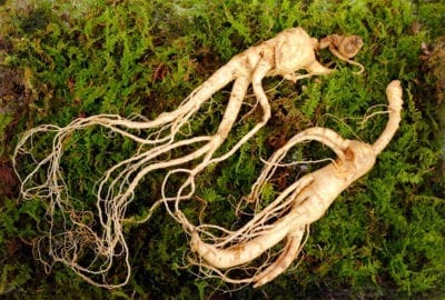 wild ginseng