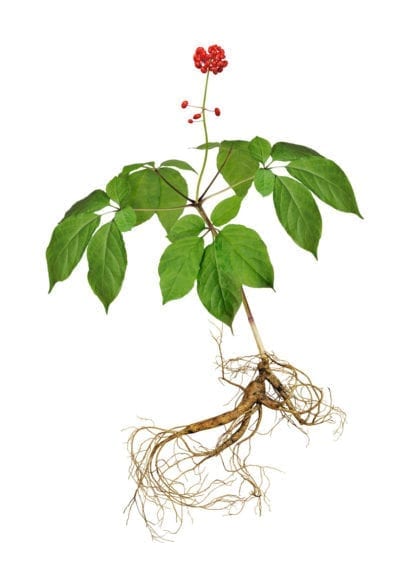 edible ginseng