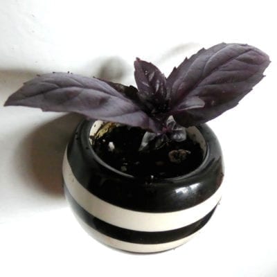 Herbs in magnetic container
