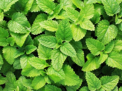 bad herb mint