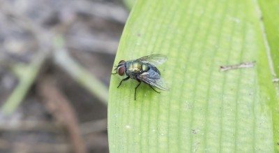 fly on plant