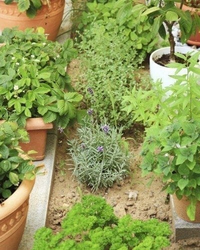 herb garden4