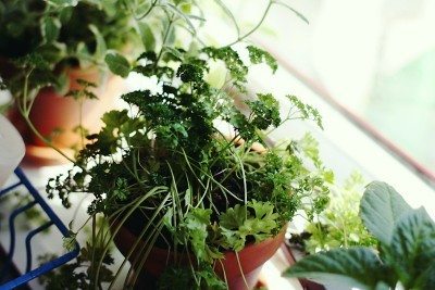 windowsill herbs