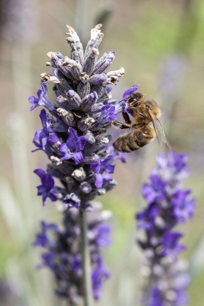 bee on herb